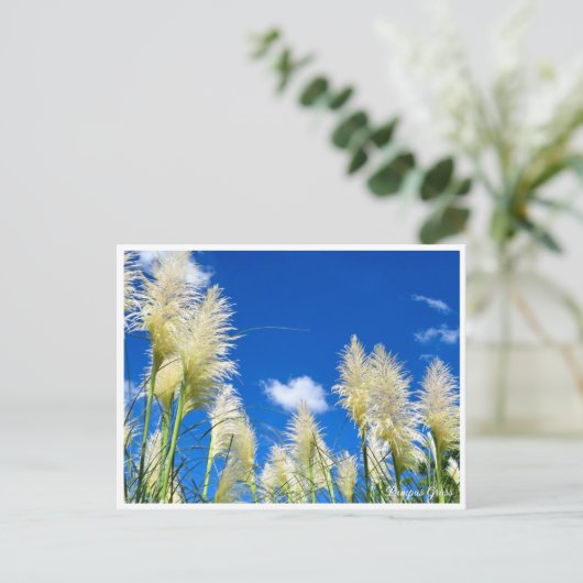 Pampas Grass Briefkaart (Staand voorkant)