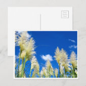 Pampas Grass Briefkaart (Voorkant / Achterkant)