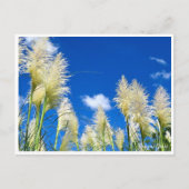 Pampas Grass Briefkaart (Voorkant)