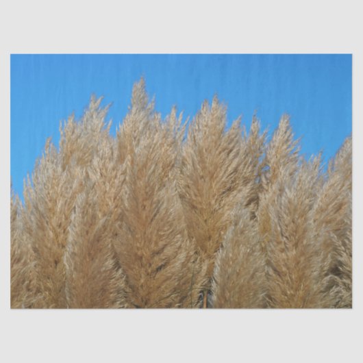 Pampas Grass Tissue Paper Tissuepapier (Voorkant)