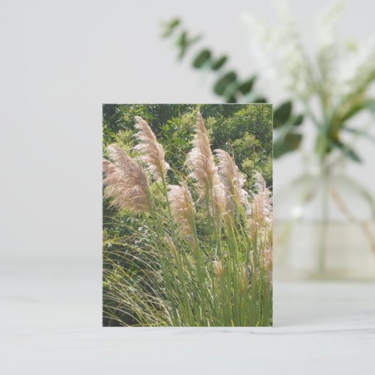 Pampasgras Briefkaart (Staand voorkant)