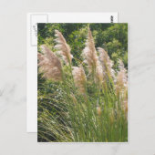 Pampasgras Briefkaart (Voorkant / Achterkant)