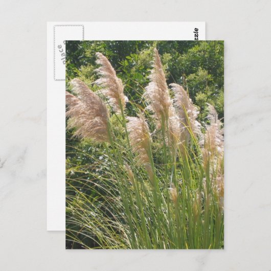 Pampasgras Briefkaart (Voorkant / Achterkant)