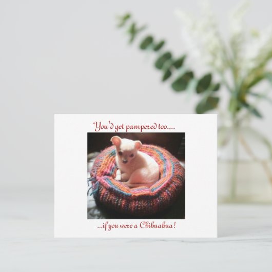 Pampered Chihuahua Dog Briefkaart (Staand voorkant)