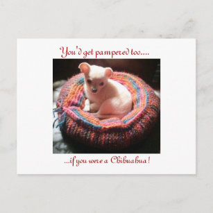 Pampered Chihuahua Dog Briefkaart