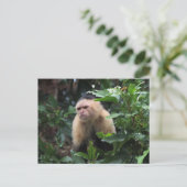 Panama, Capuchin Monkey in het Oerwoud Briefkaart (Staand voorkant)