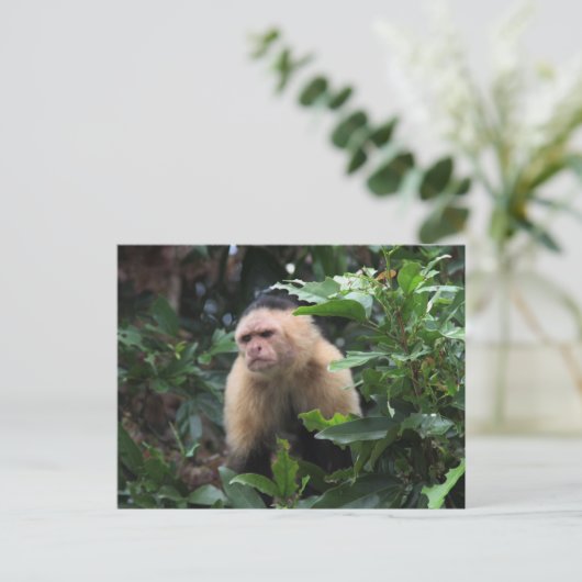 Panama, Capuchin Monkey in het Oerwoud Briefkaart (Staand voorkant)