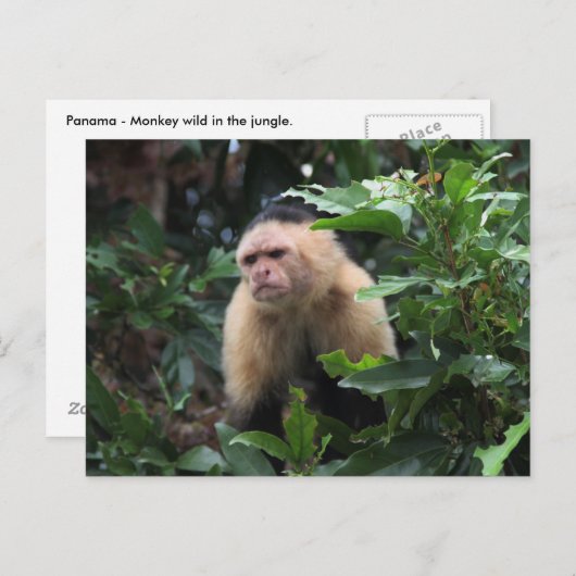 Panama, Capuchin Monkey in het Oerwoud Briefkaart (Voorkant / Achterkant)