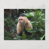 Panama, Capuchin Monkey in het Oerwoud Briefkaart (Voorkant)