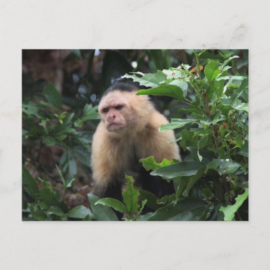 Panama, Capuchin Monkey in het Oerwoud Briefkaart (Voorkant)