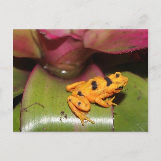 Panamese Gouden Kikker # 1 Briefkaart (Voorkant)