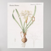 Pancratium Maritimum Poster (Voorkant)