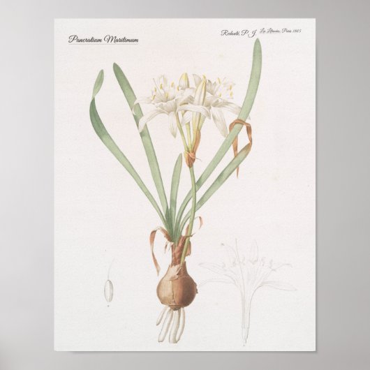 Pancratium Maritimum Poster (Voorkant)