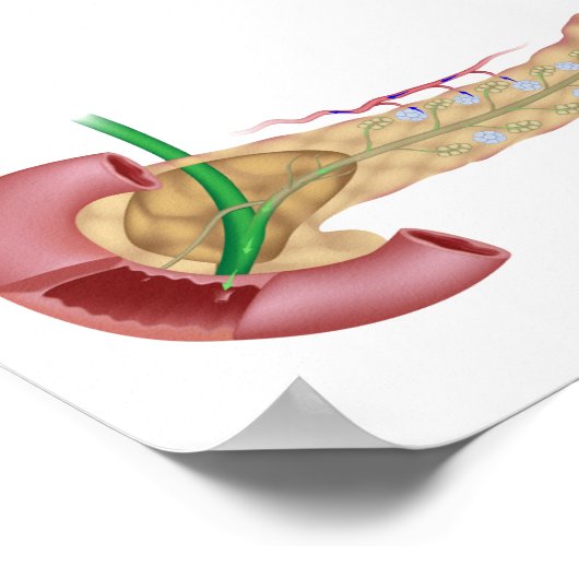 Pancreas exocrine en endocriene klieren diagram. poster (Hoek)