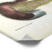 Pancreas Spleen Anatomie Print (Hoek)