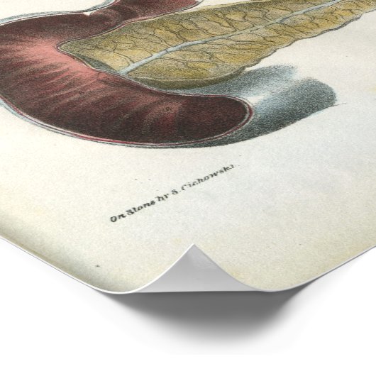 Pancreas Spleen Anatomie Print (Hoek)