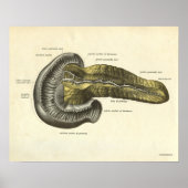  pancreas voor menselijke anatomie poster (Voorkant)