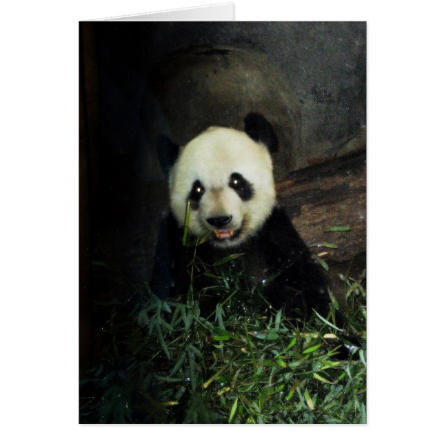 Panda (Voorkant)