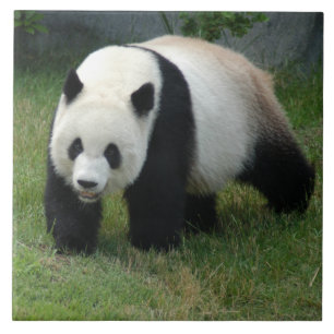 panda114 tegeltje