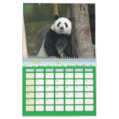 panda118, Giant Panda Beren Kalender (Mar 2027)