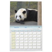 panda118, Giant Panda Beren Kalender (Feb 2027)