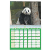 panda118, Giant Panda Beren Kalender (Mar 2026)