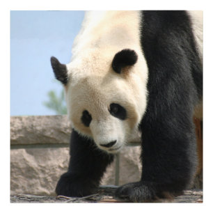 Panda20170506_by_JAMFoto Foto Afdruk