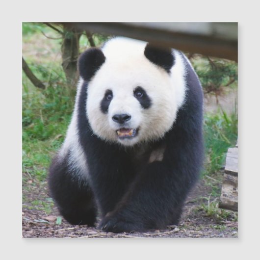 Panda_20190301_by_JAMFoto (Voorkant)