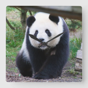 Panda_20190301_by_JAMFoto Vierkante Klok