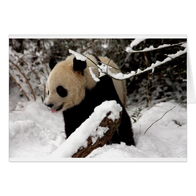 Panda Beer (Voorkant Horizontaal)