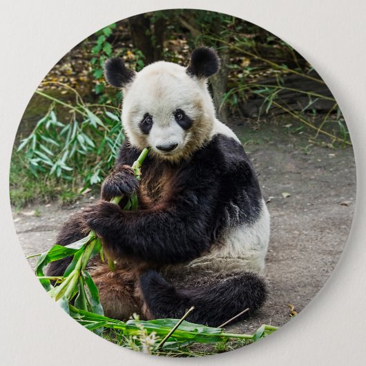 Panda Beer 1 Ronde Button 6,0 Cm (Voorkant)