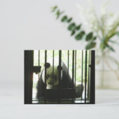 Panda Beer achter Bars Briefkaart (Staand voorkant)