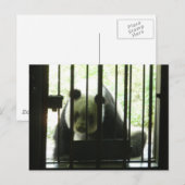 Panda Beer achter Bars Briefkaart (Voorkant / Achterkant)