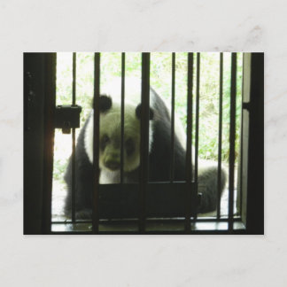 Panda Beer achter Bars Briefkaart