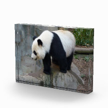 Panda Beer Block Foto
