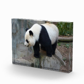 Panda Beer Block Foto
