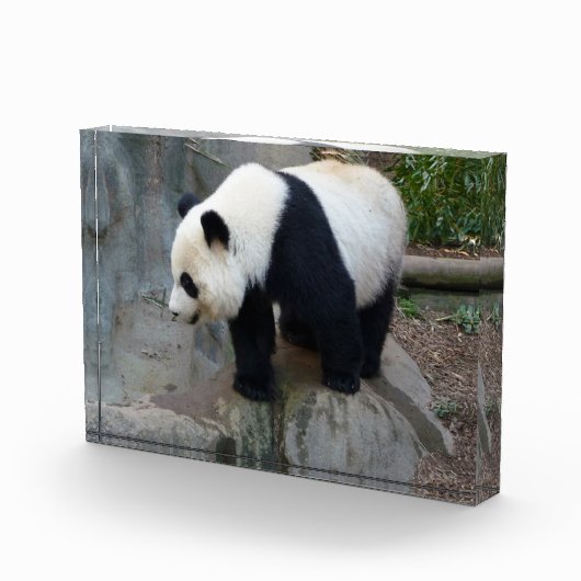 Panda Beer Block Foto (Rechts)