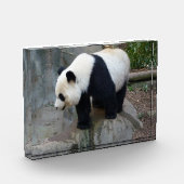 Panda Beer Block Foto (Links)