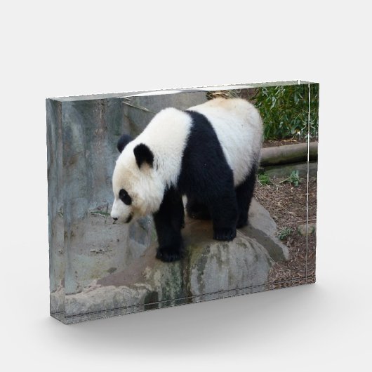 Panda Beer Block Foto (Links)