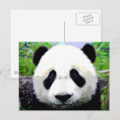 Panda Beer Briefkaart (Voorkant / Achterkant)