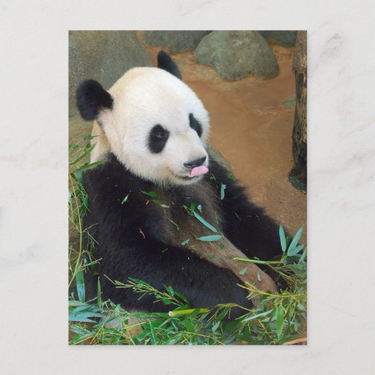 Panda Beer Briefkaart (Voorkant)