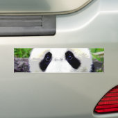 Panda Beer Bumpersticker (Op auto)