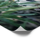 Panda-beer die bamboe eet poster (Hoek)