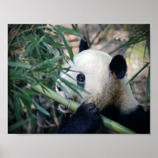 Panda-beer die bamboe eet poster (Voorkant)