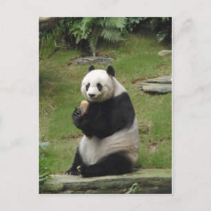 Panda-Beer die wat bamboe eet Briefkaart
