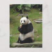 Panda-Beer die wat bamboe eet Briefkaart (Voorkant)