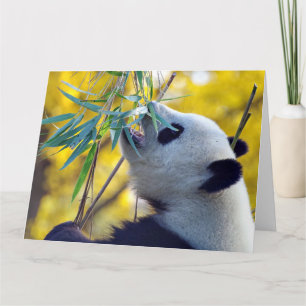 Panda Beer eten Bamboe Kaart