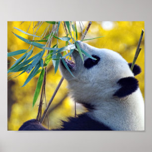 Panda Beer eten Bamboe Poster