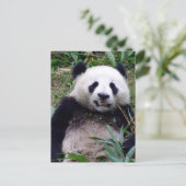 Panda Beer Grinning, Dieren, China Briefkaart (Staand voorkant)
