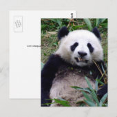 Panda Beer Grinning, Dieren, China Briefkaart (Voorkant / Achterkant)